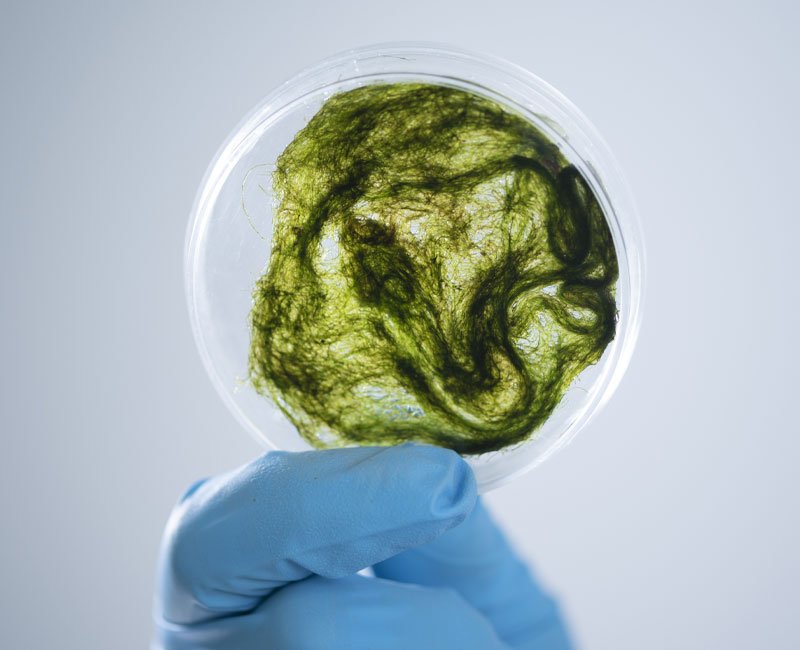 Petri dish containing green algae sample, held by gloved hand, representing algae growth issues in pools during Arizona's heat and monsoon season.